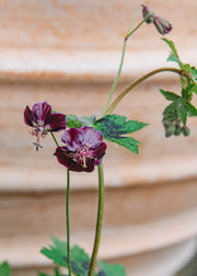 Geranium Geranium phaeum 'Samobor', 2L
