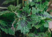 Geranium Geranium phaeum 'Samobor', 2L