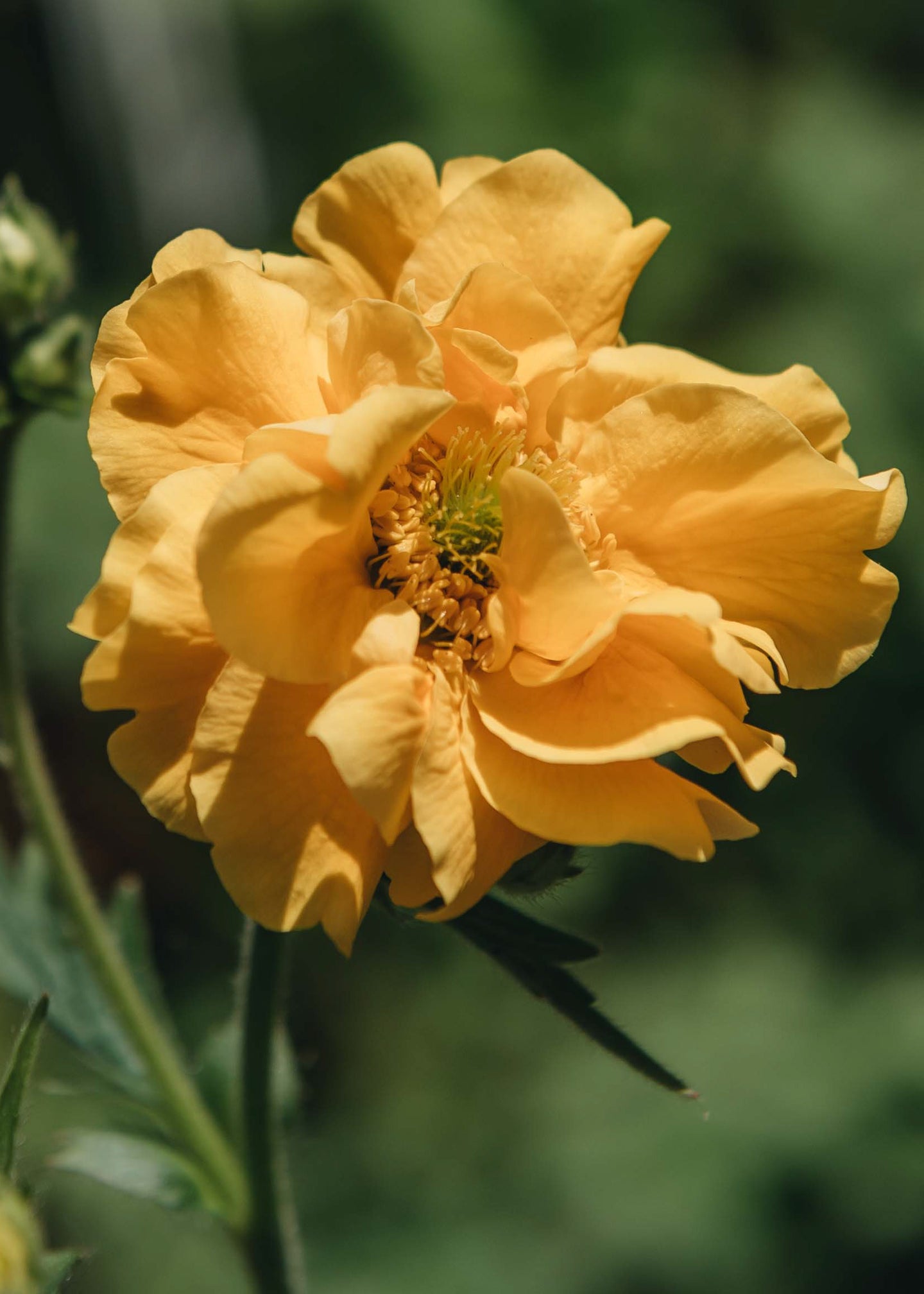 Geum Lady Stratheden