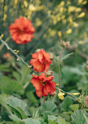 Geum Scarlet Tempest