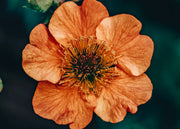 Geum Geum Totally Tangerine