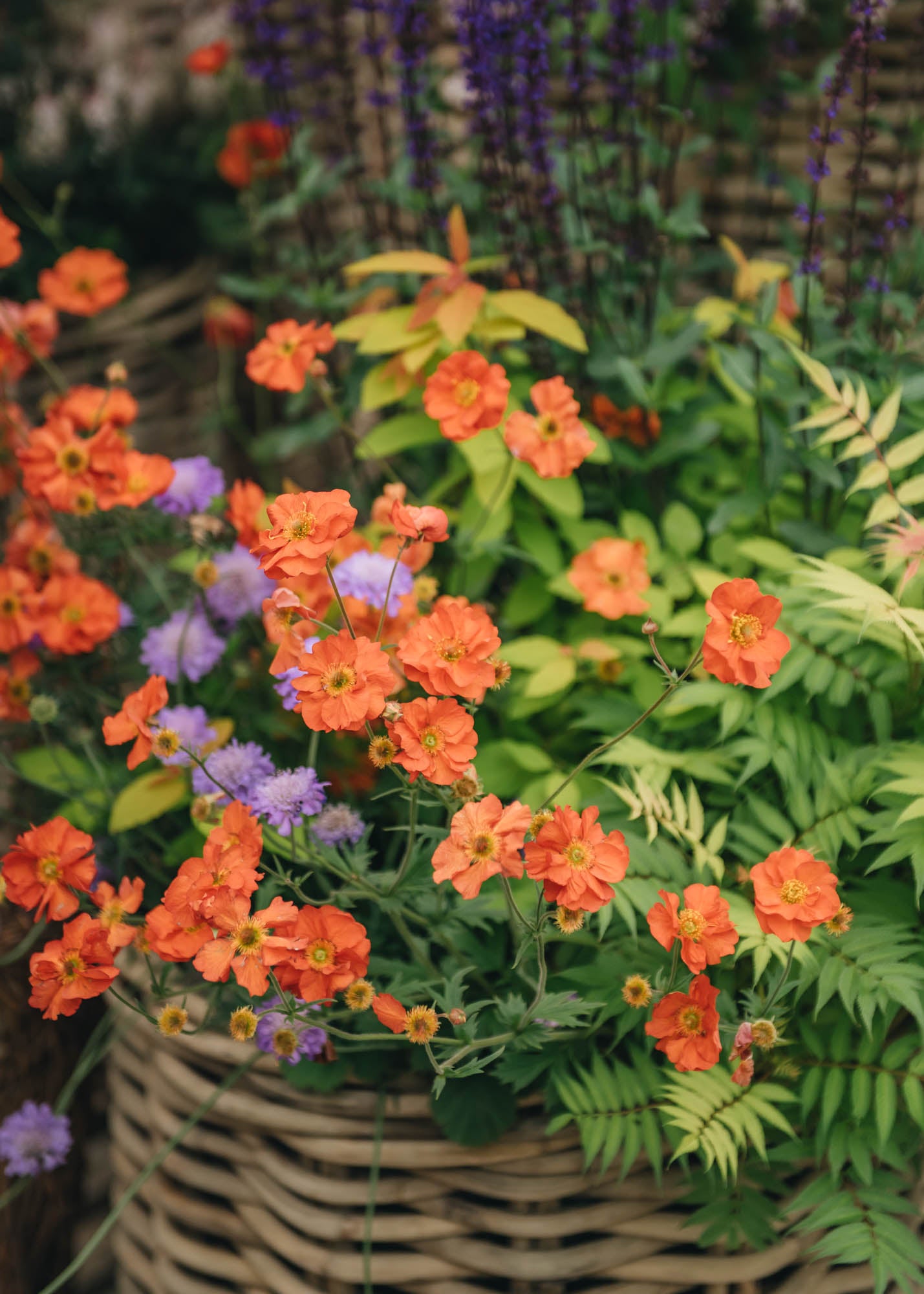 Clematis Geum Totally Tangerine