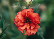 Geum Geum Tropical Tempest