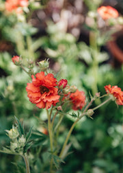 Geum Geum Tropical Tempest