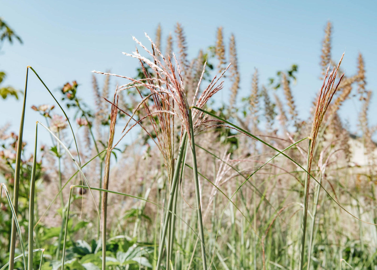 Miscanthus Flamingo AGM