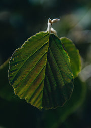 Hamamelis molis Pallida AGM