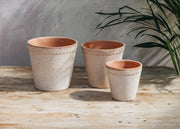 Rosa Helena Pots