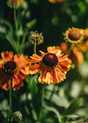 Helenium autumnale Short and Sassy
