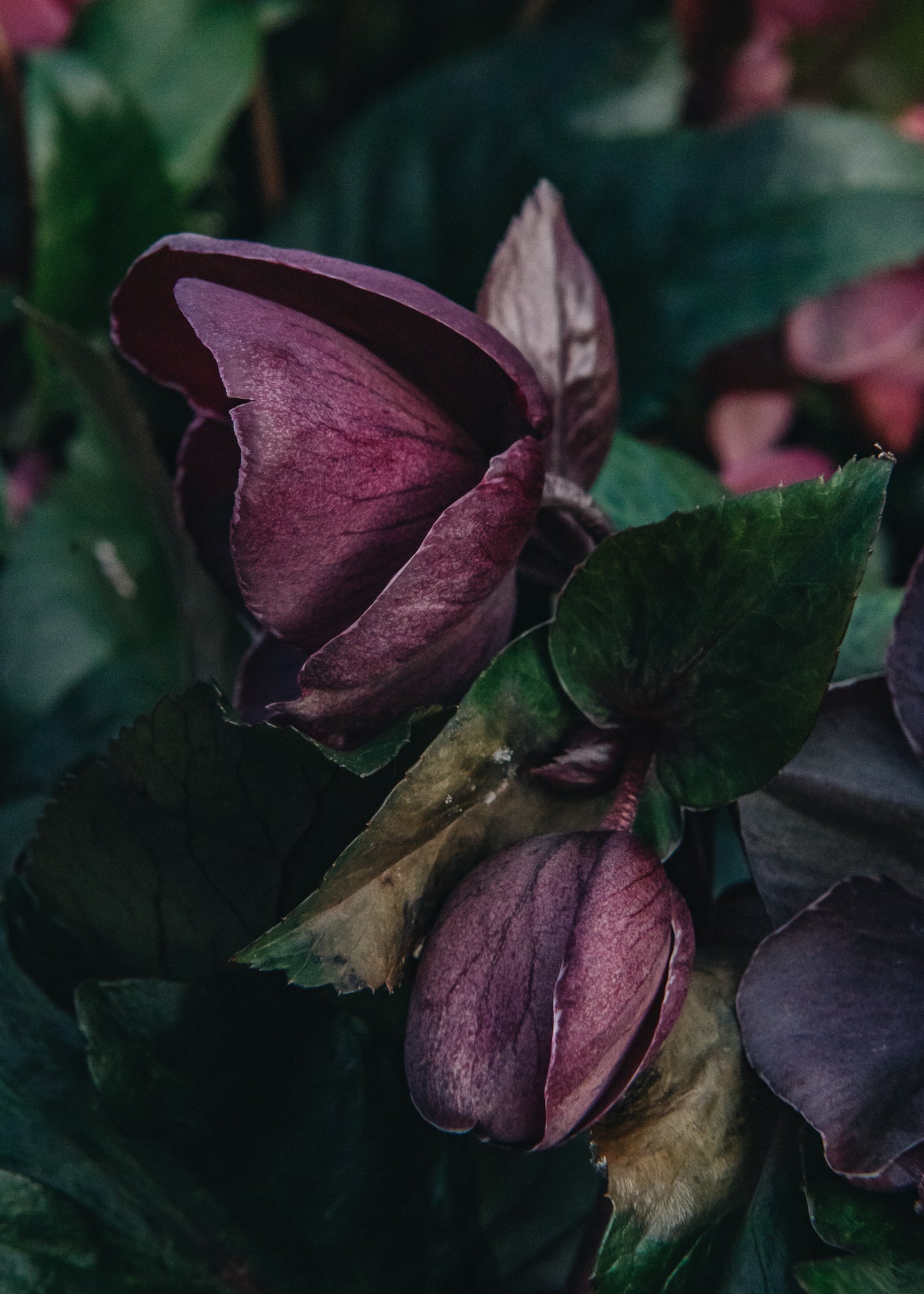 Hellebore Helleborus Ice N Roses Nightingale, 4.5L