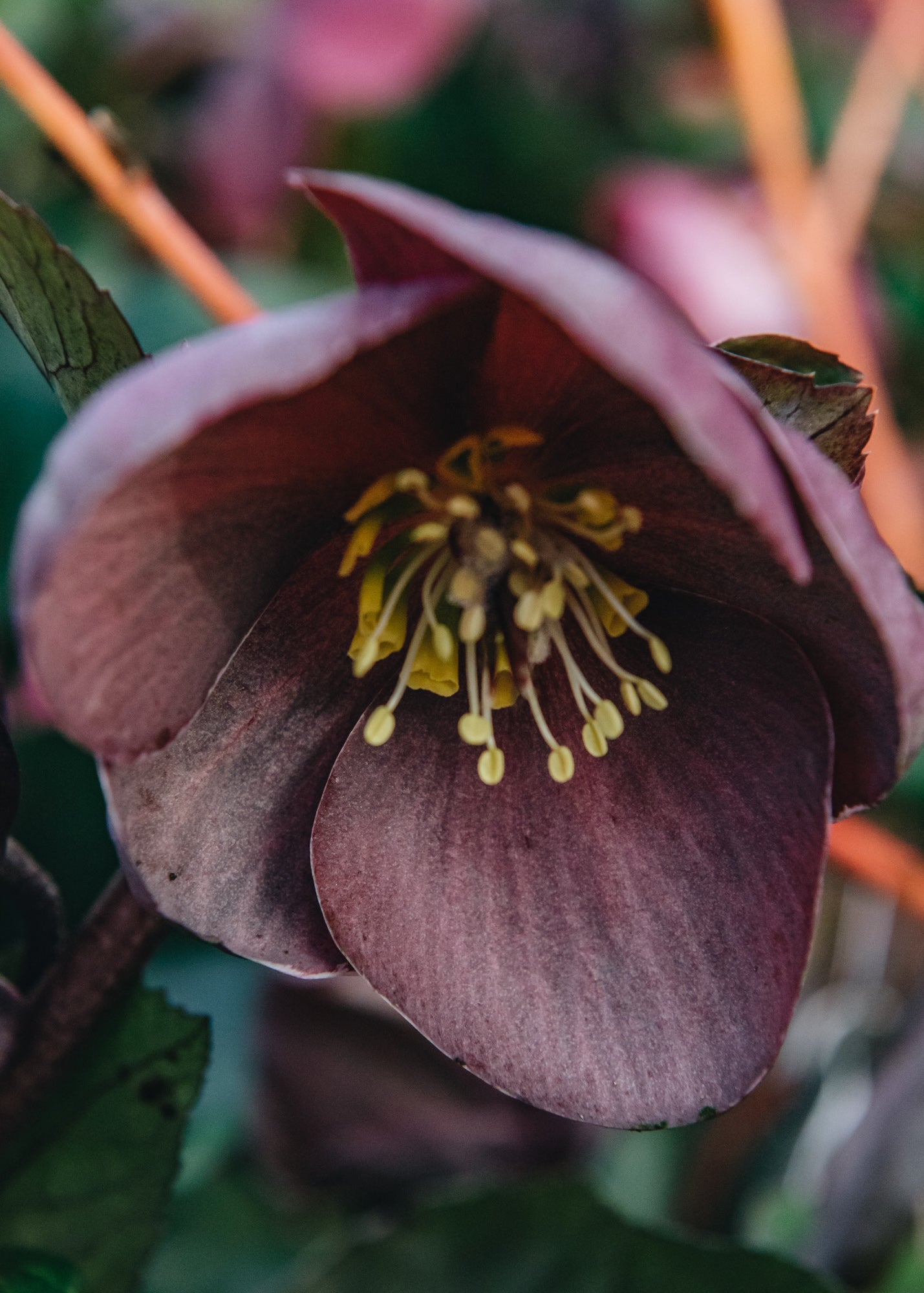 Helleborus Ice N Roses Nightingale