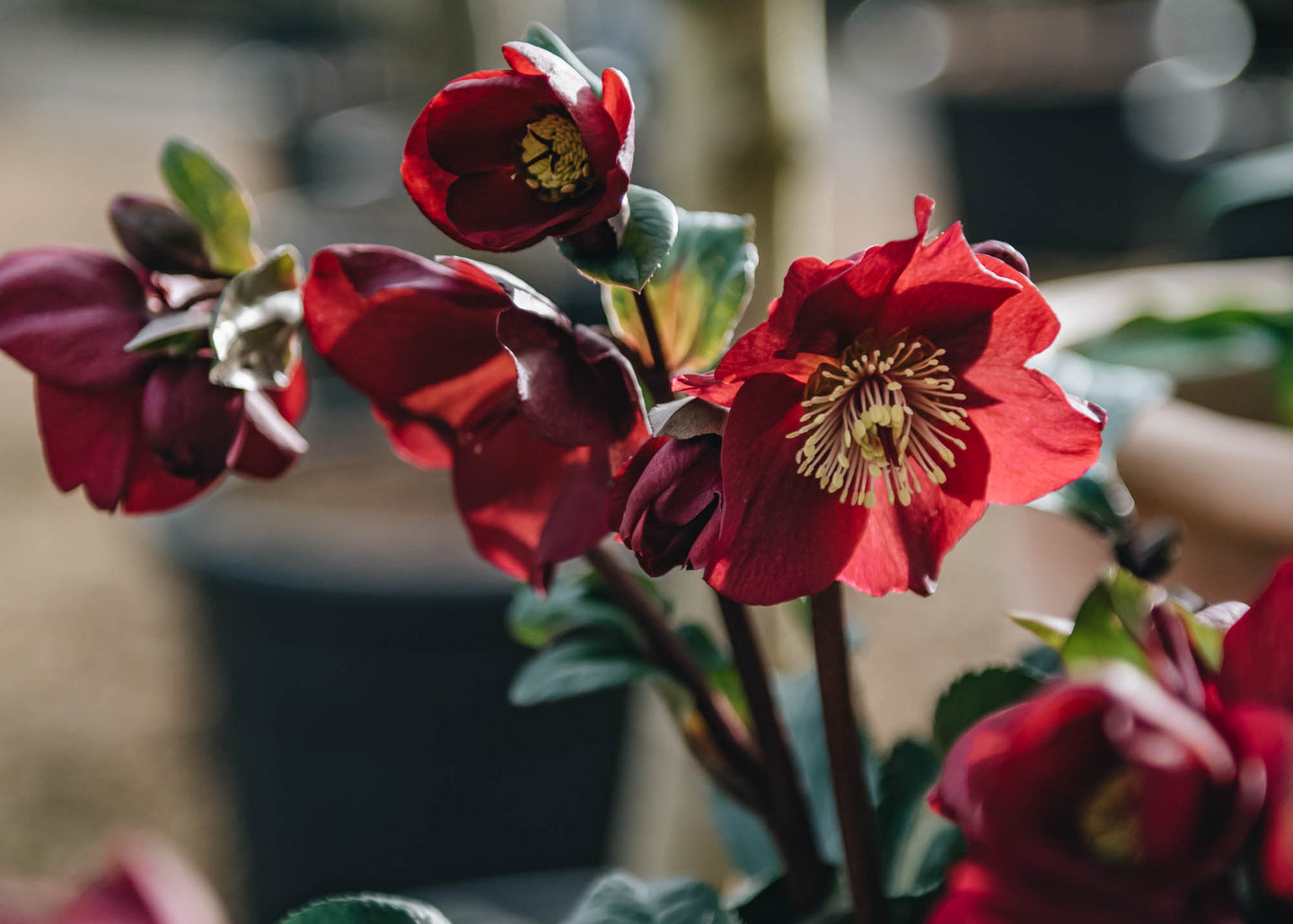 Helleborus Anna's Red