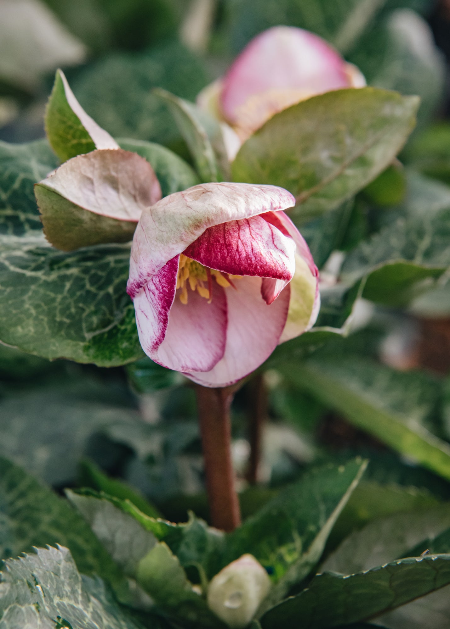 Helleborus Glenda Gloss