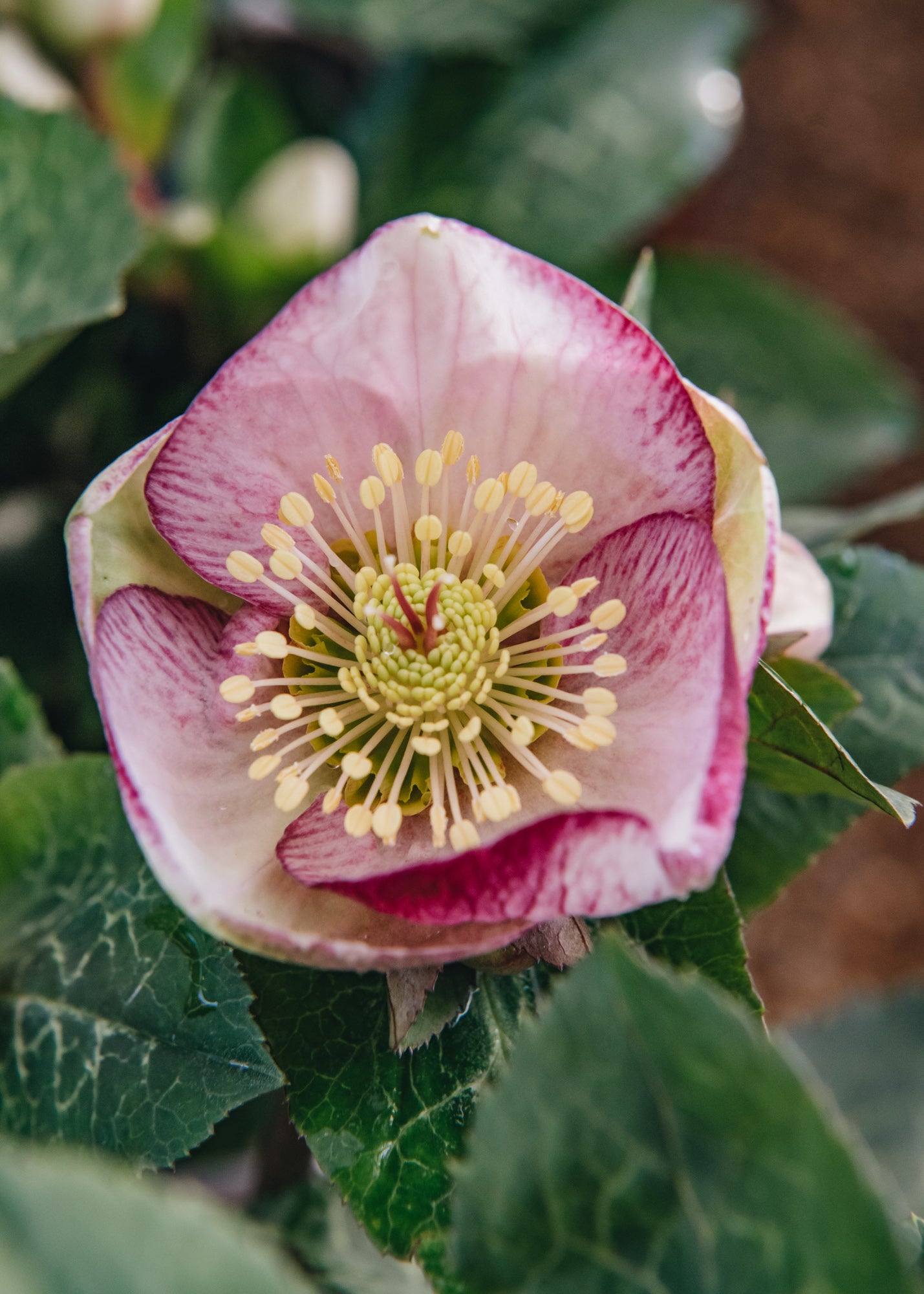 Helleborus Glenda Gloss