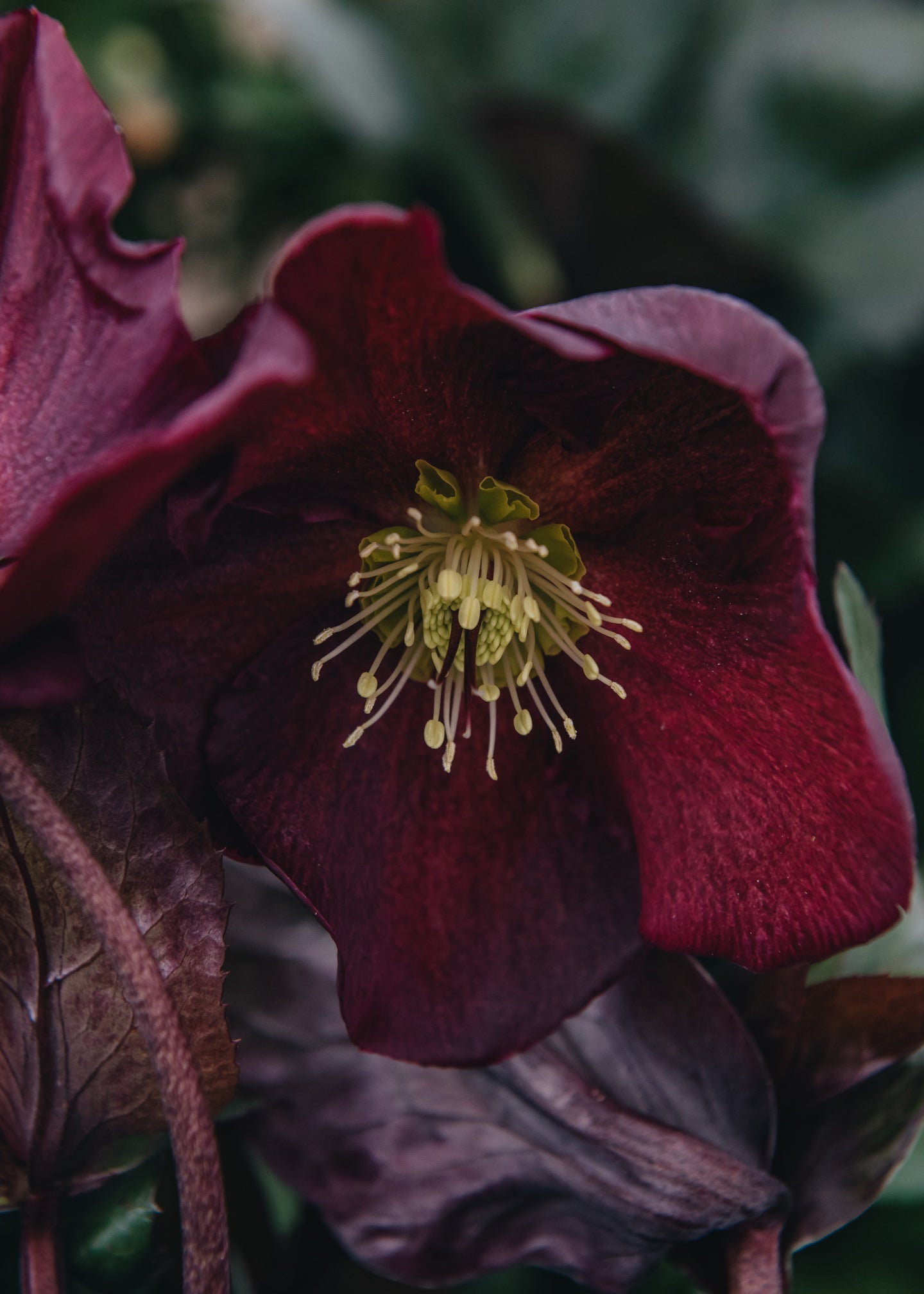 Helleborus Ice N Roses Merlot