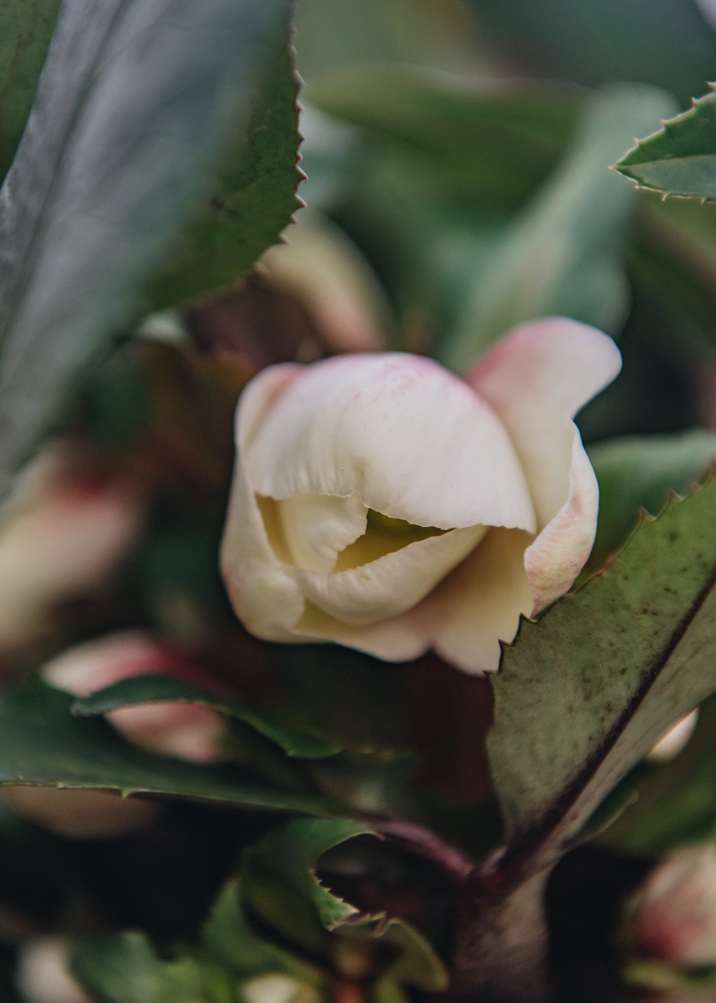 Hellebore Helleborus Ice N Roses Early Red, 4.5L