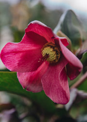 Helleborus Ice N Roses Early Red