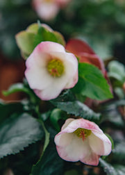 Helleborus Ice N Roses Early Rose