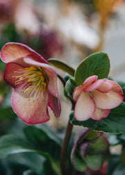 Helleborus Ice N Roses Early Rose