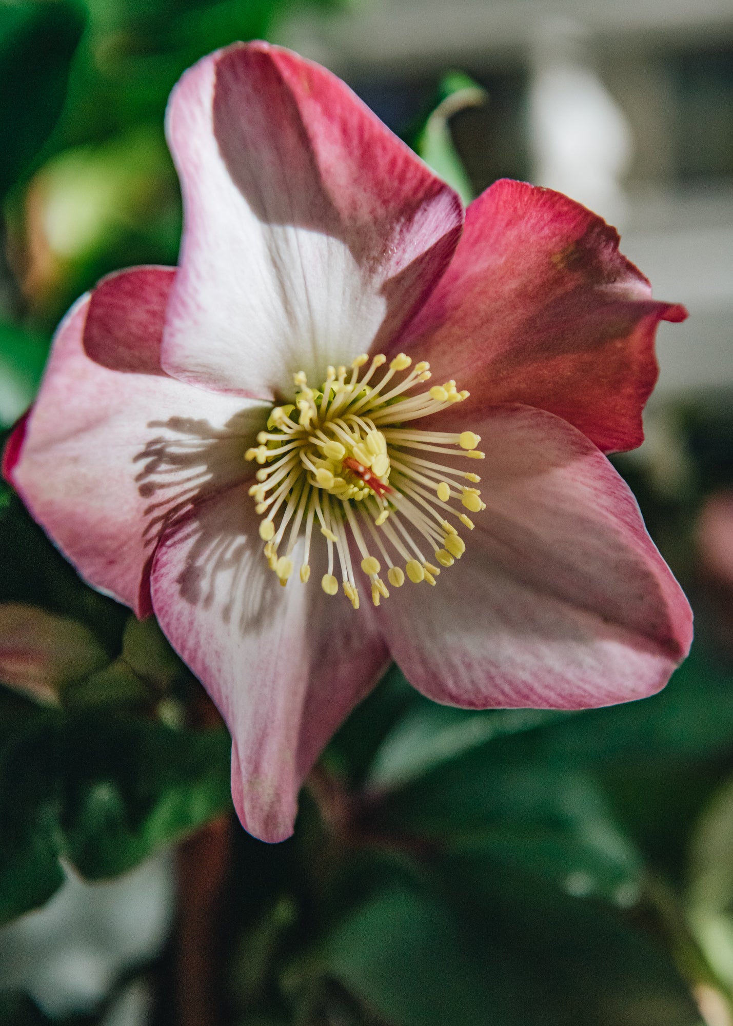 Helleborus Ice N Roses Rose, 2.5L