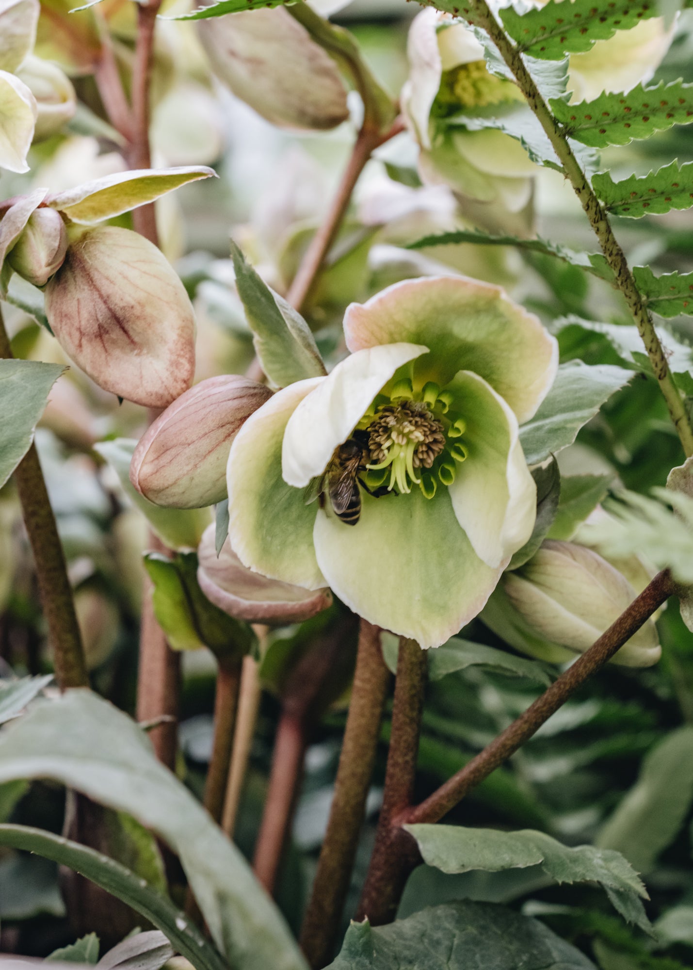 Helleborus Ivory Prince | Burford Garden Co.