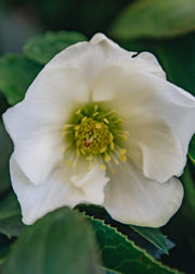 Helleborus Linda