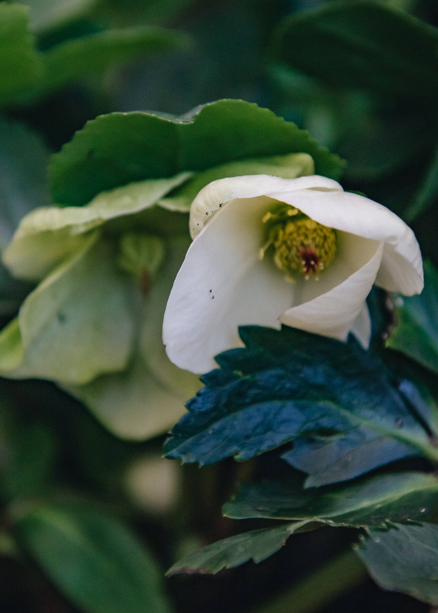 Helleborus Helleborus Linda, 2/3L