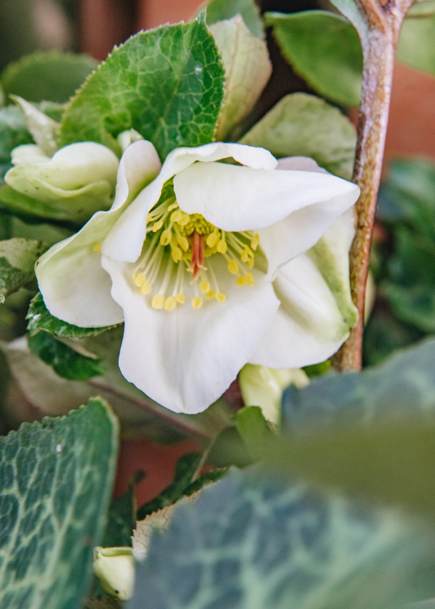 Helleborus ericsmithii Molly's White