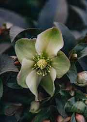 Helleborus Monte Christo