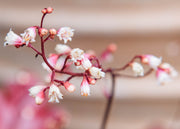 Heuchera Heuchera Fire Chief, 2/3L