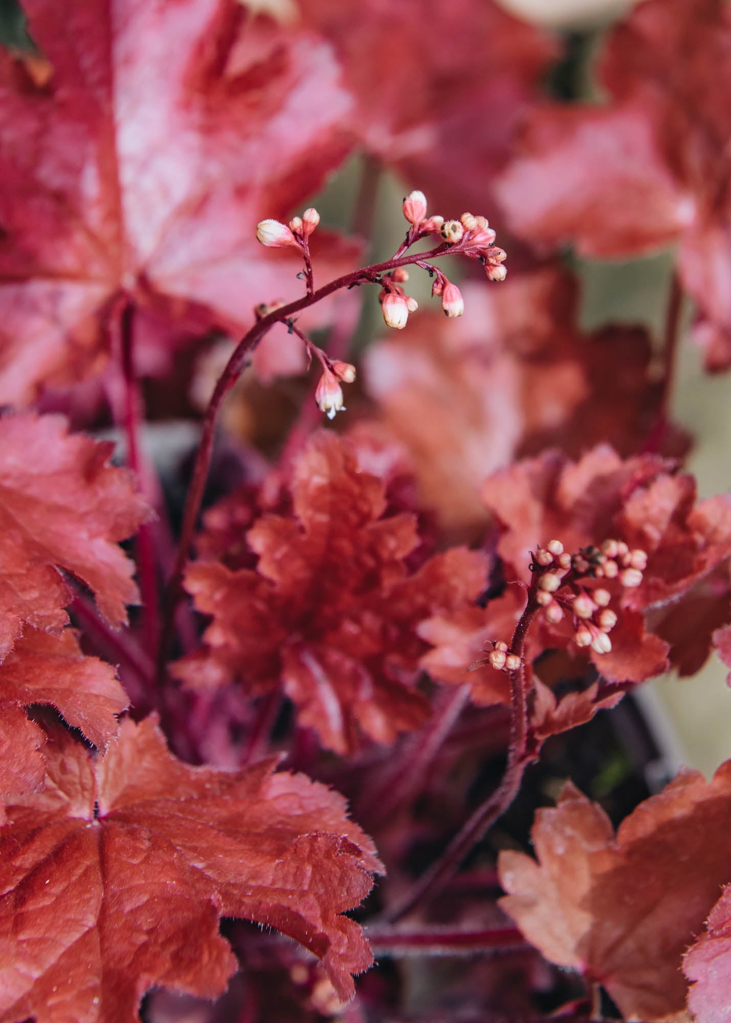 Heuchera Heuchera Fire Chief, 2/3L