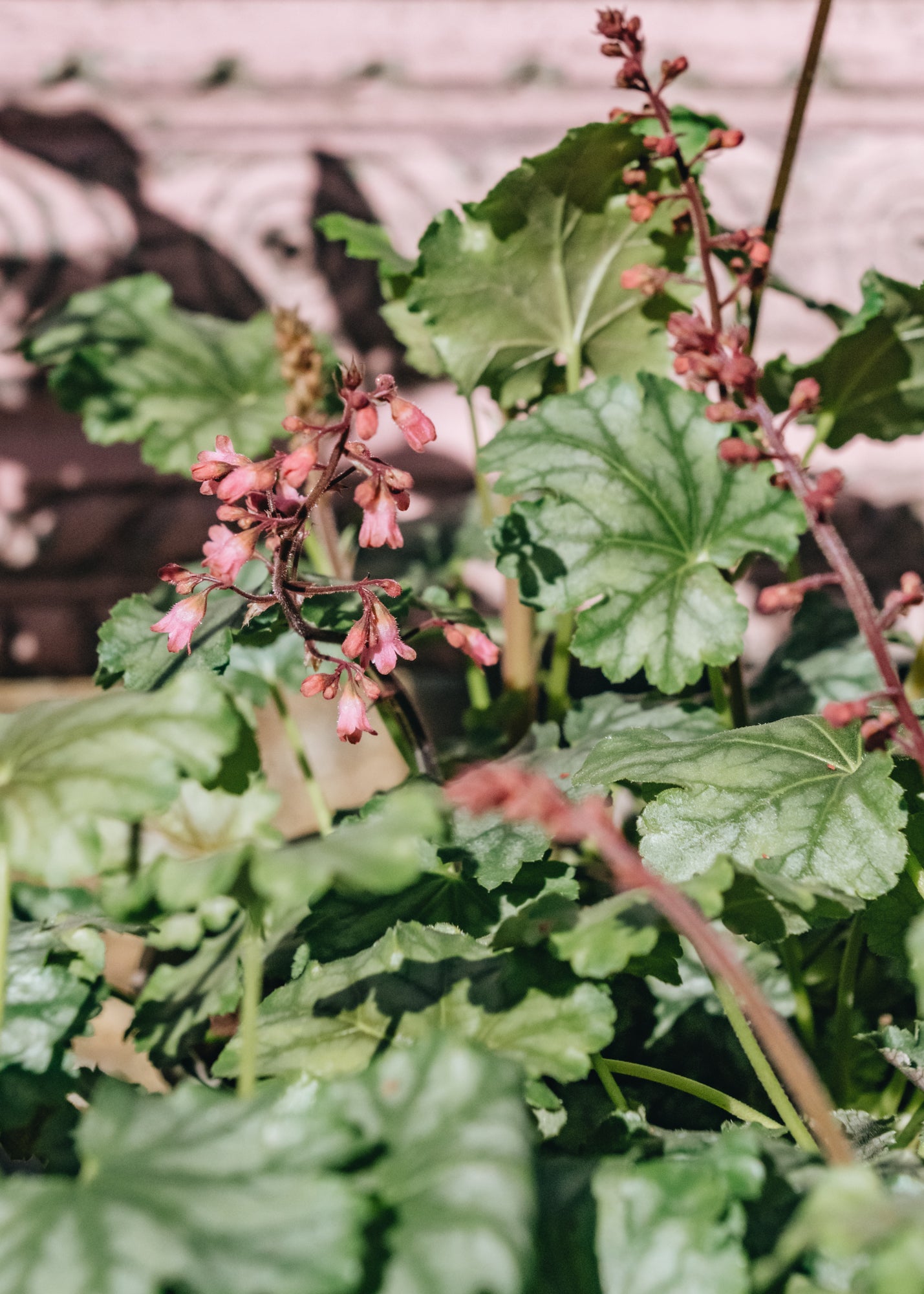 Heuchera Heuchera Paris