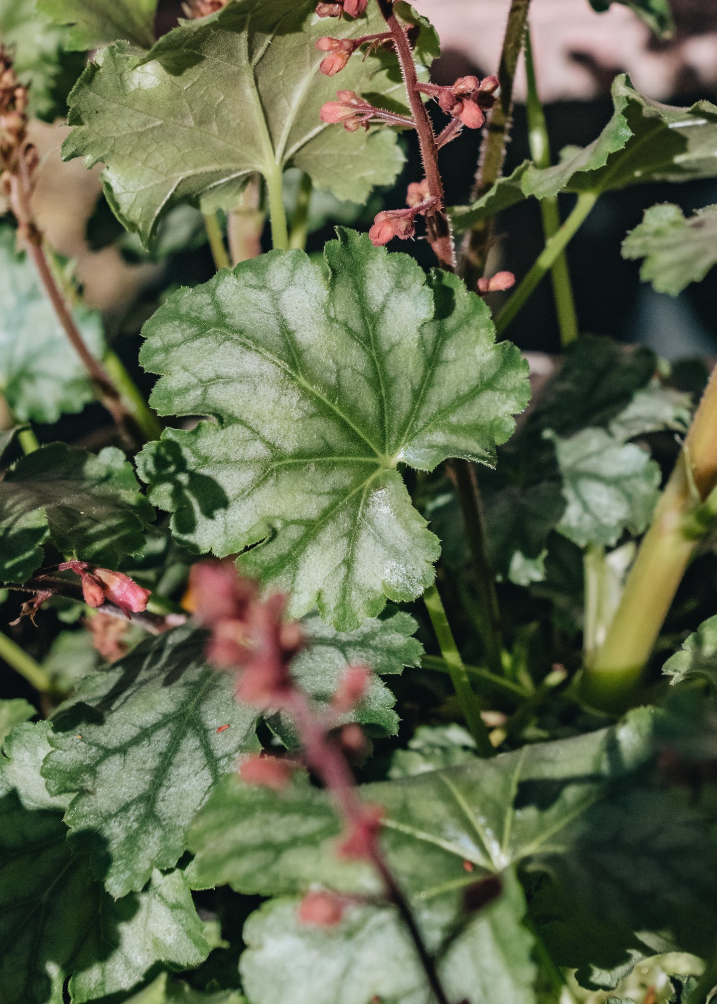 Heuchera Heuchera Paris