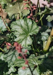 Heuchera Heuchera Paris
