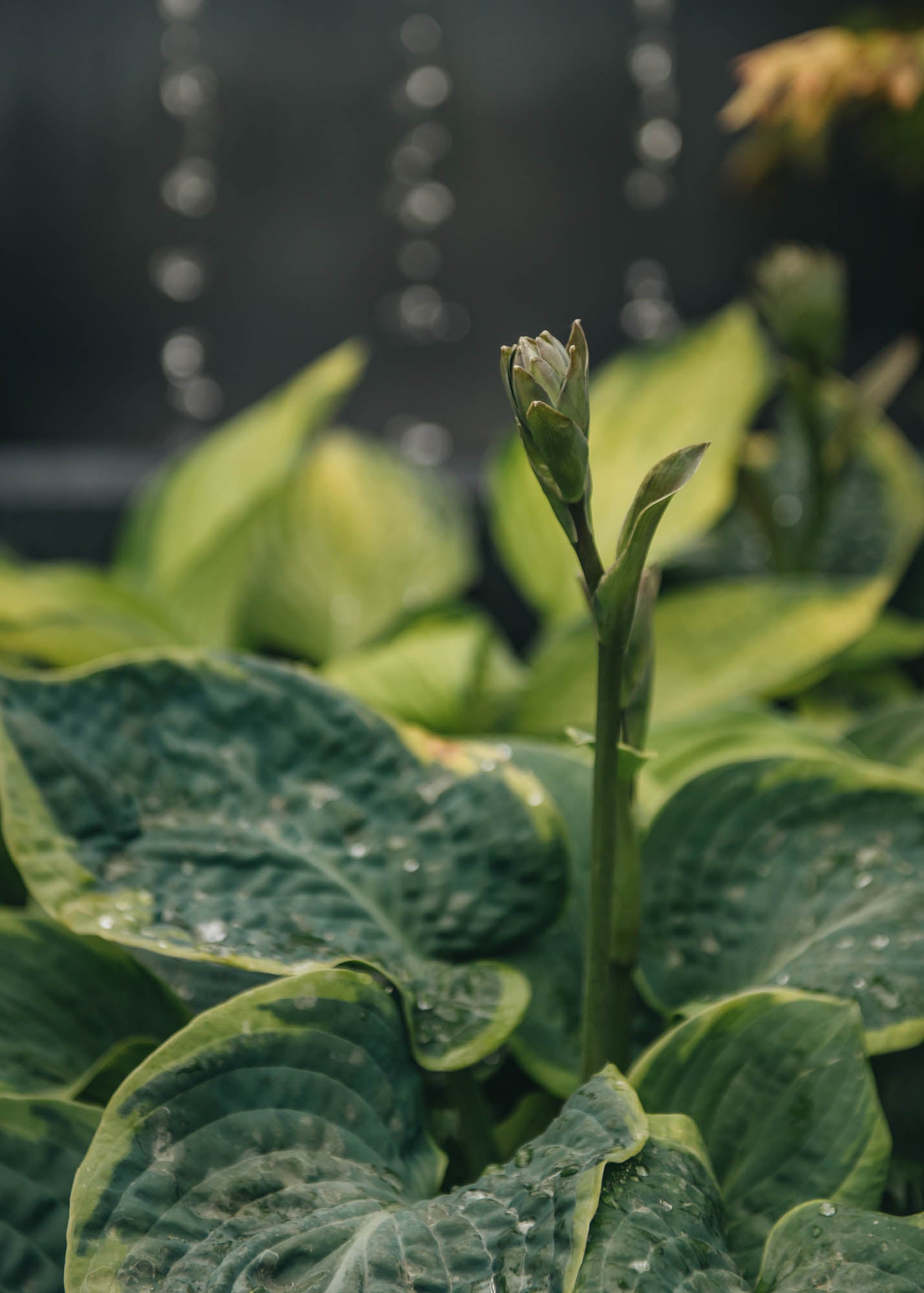 Hosta Frances Williams