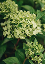 Hydrangea Hydrangea paniculata ‘Little Lime’, 5L