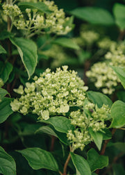 Hydrangea Hydrangea paniculata 'Little Lime', (large) 15L