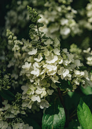 Hydrangea Hydrangea paniculata 'Pinky Winky', 5L
