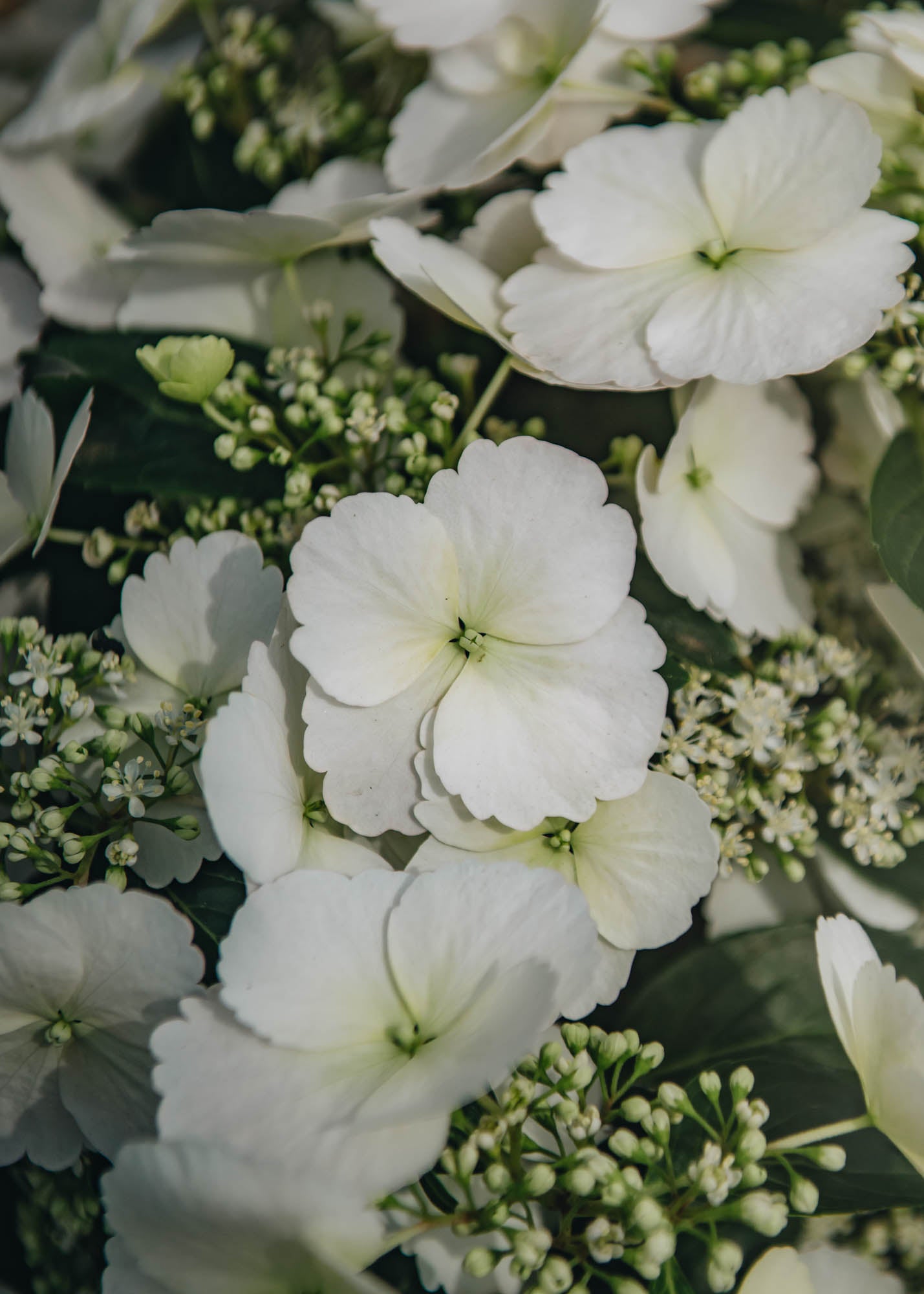 Large Hydrangea Runaway Bride