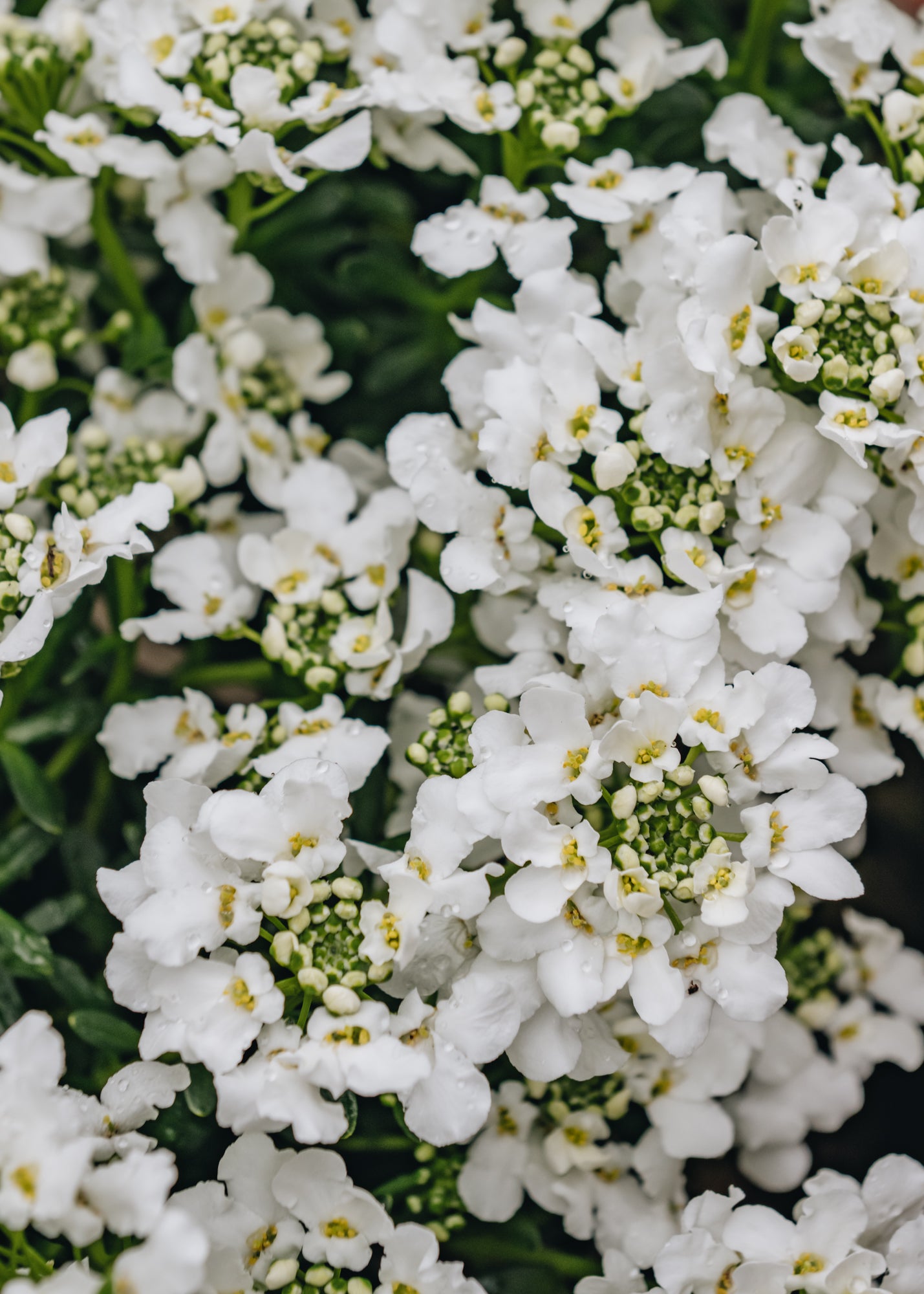 Burford Garden Co. Iberis Snowsurfer