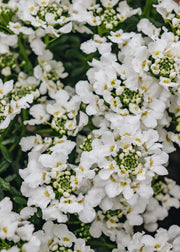 Burford Garden Co. Iberis Snowsurfer