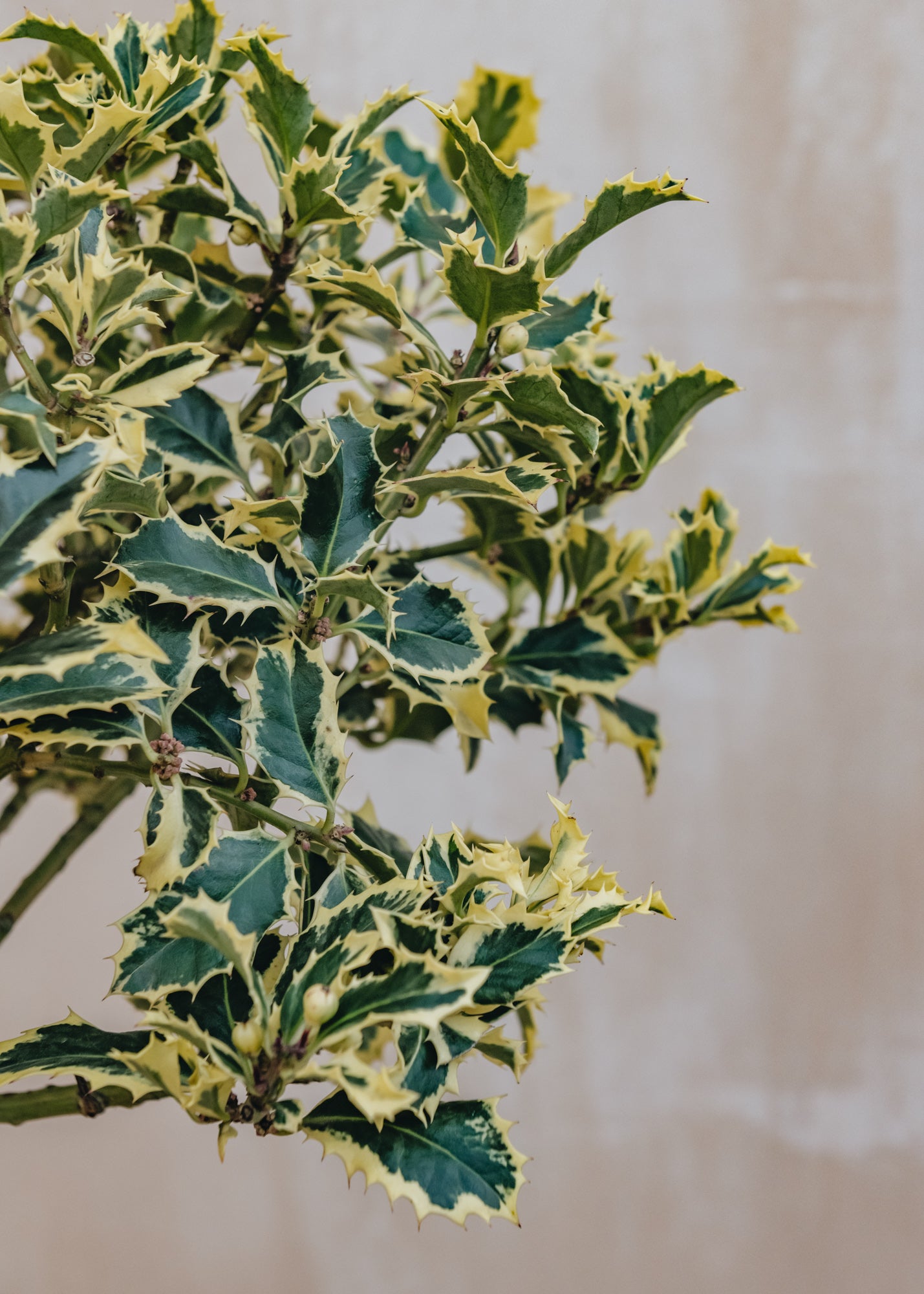 Ilex aquifolia argentea marginata