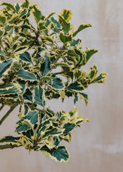 Ilex aquifolia argentea marginata