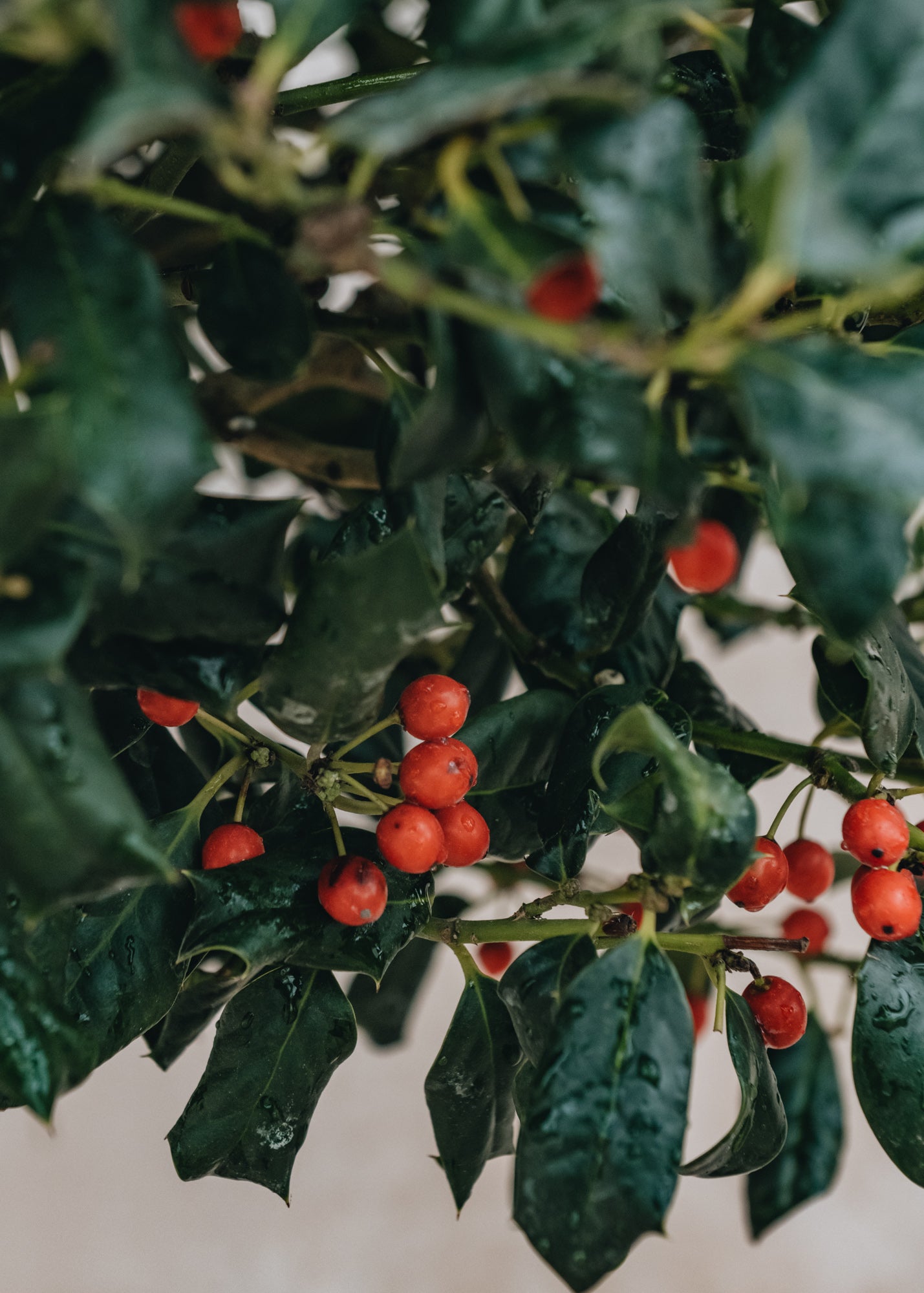 Ilex mutchagara Nellie R Stevens 13l