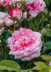 David Austin Rosa Ispahan 