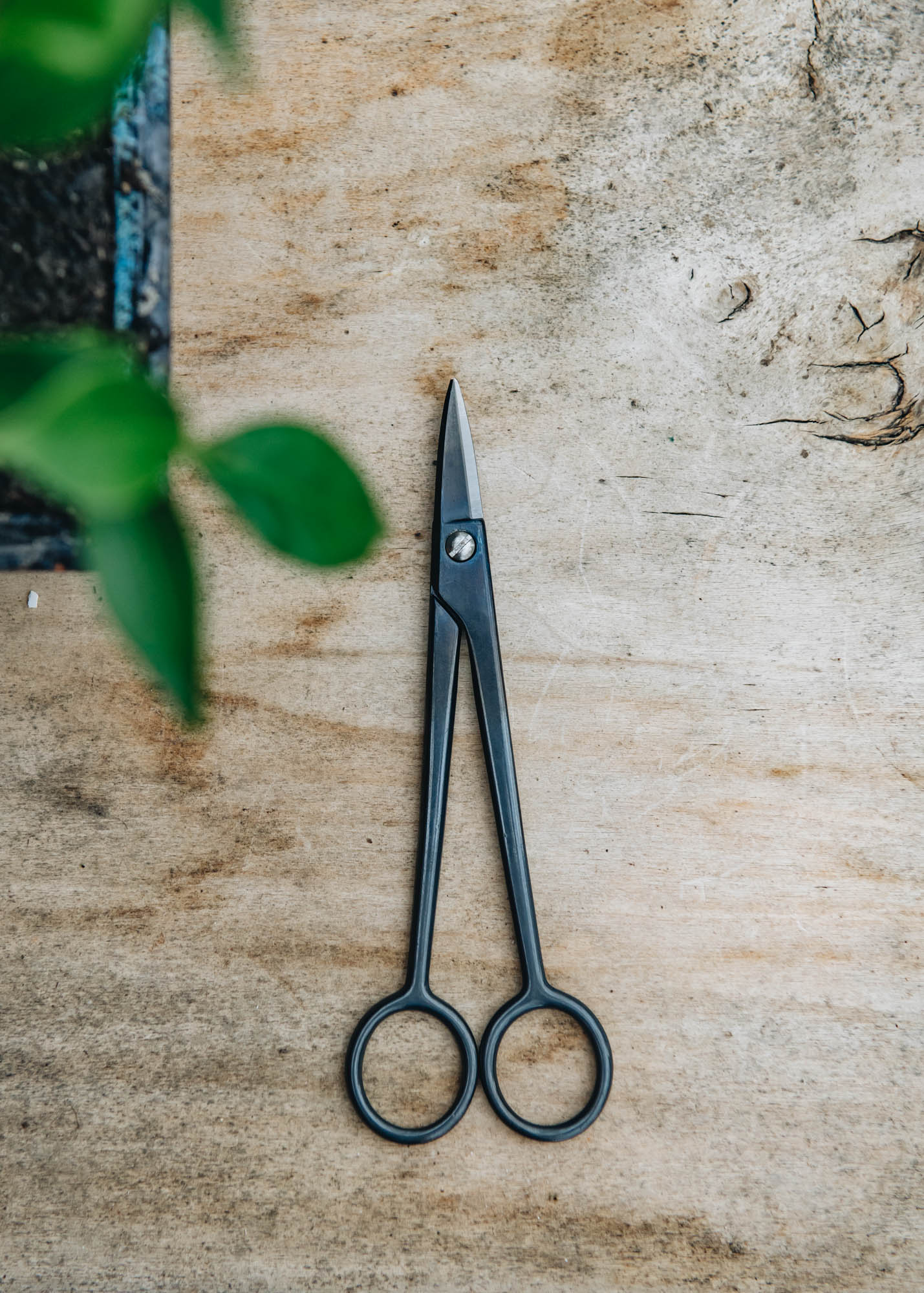 Niwaki Kaneshin Bonsai Goyoumatsu Scissors Garden Tools Burford