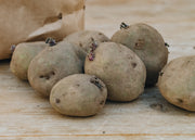 Taylors Bulbs Potato 'King Edward'