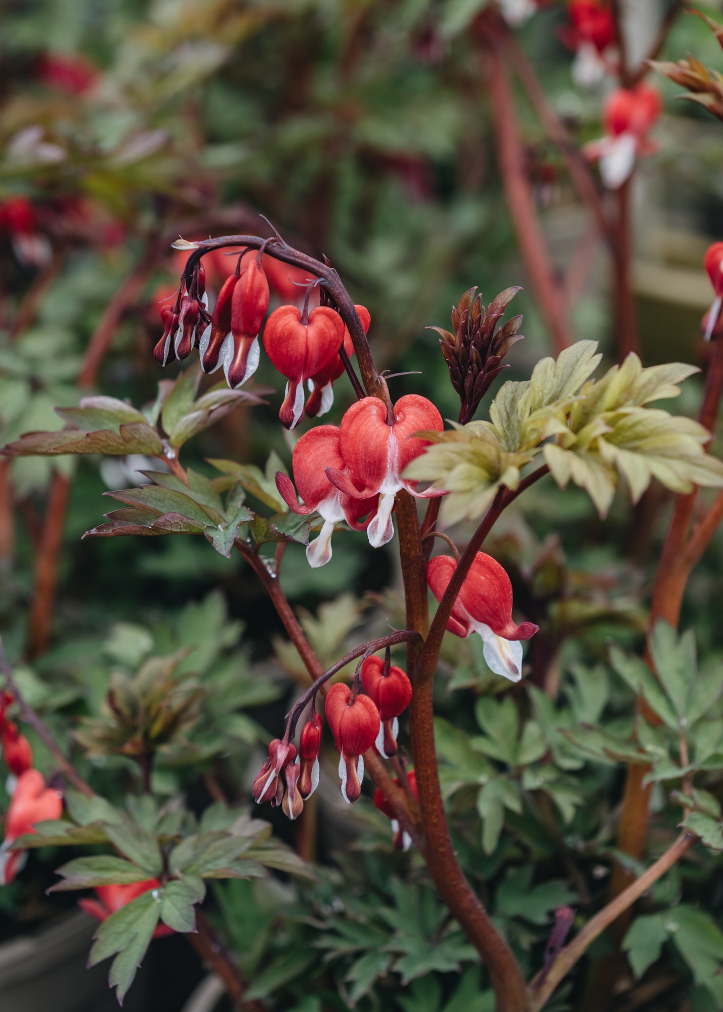 Dicentra Lamprocapnos spectabilis Valentine (Dicentra)