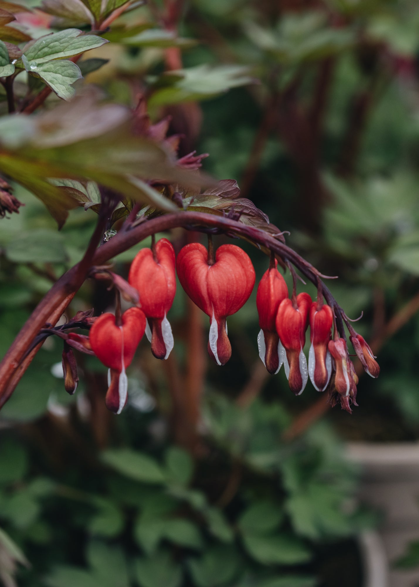 Dicentra Lamprocapnos spectabilis Valentine (Dicentra)