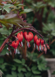 Dicentra Lamprocapnos spectabilis Valentine (Dicentra)