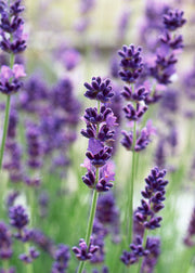 Prunus Lavandula intermedia Vera